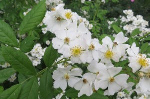 rosa multiflora (1) (1200 x 799)